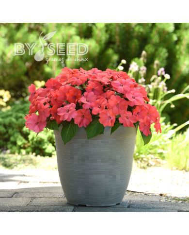 Impatiens interspécifique Solarscape Salmon Punch
