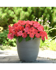 Impatiens interspécifique Solarscape Orange Burst