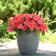 Impatiens interspécifique Solarscape Salmon Punch