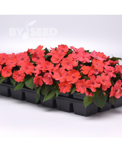 Impatiens interspécifique Solarscape Salmon Punch