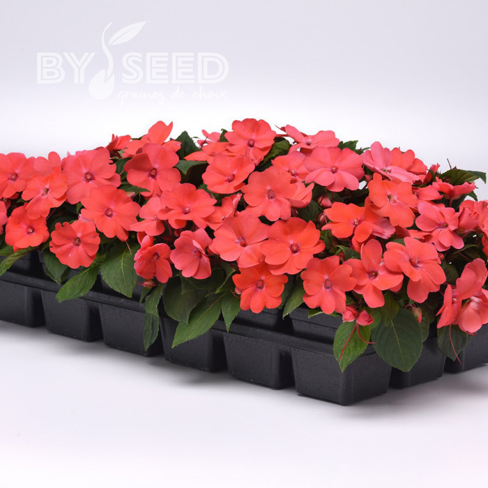 Impatiens interspécifique Solarscape Salmon Punch