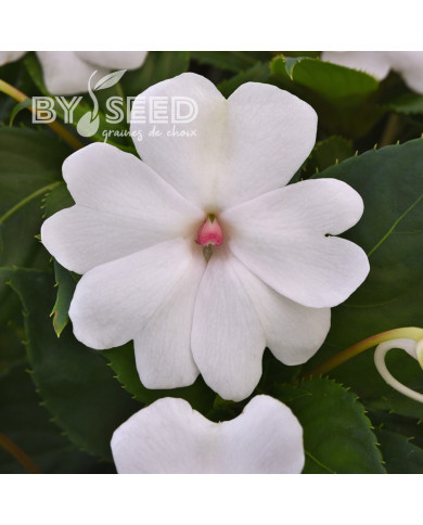Impatiens interspécifique Solarscape White Pearl