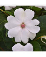 Impatiens interspécifique Solarscape XL Lilac Spark