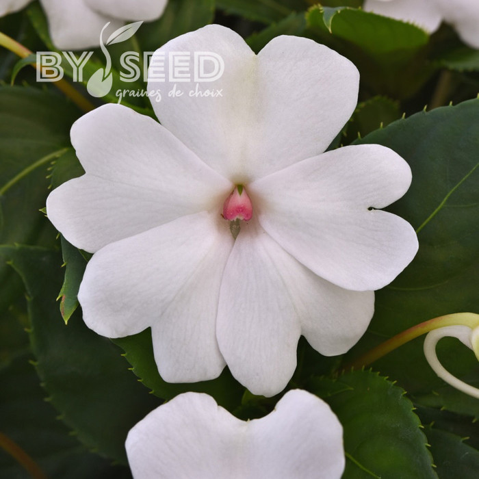 Impatiens interspécifique Solarscape White Pearl