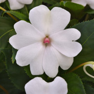 Impatiens interspécifique Solarscape White Pearl