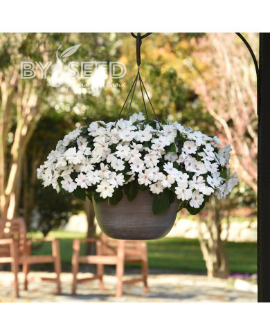 Impatiens interspécifique Solarscape White Pearl