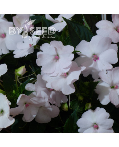 Impatiens interspécifique Solarscape White Pearl