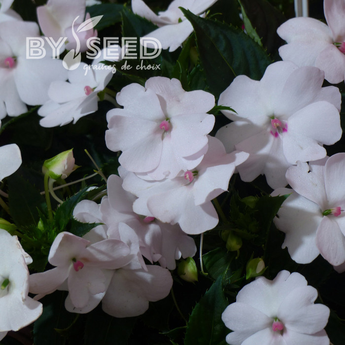 Impatiens interspécifique Solarscape White Pearl