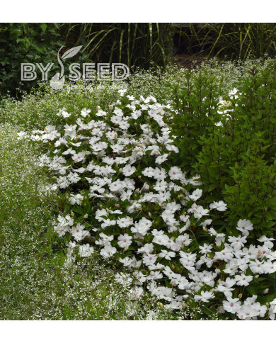 Impatiens interspécifique Solarscape White Pearl