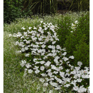 Impatiens interspécifique Solarscape White Pearl