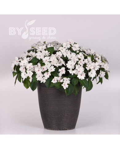 Impatiens interspécifique Solarscape White Pearl