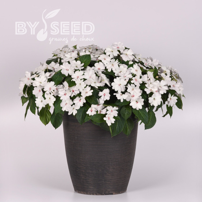 Impatiens interspécifique Solarscape White Pearl
