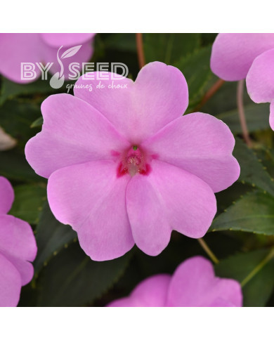 Impatiens interspécifique Solarscape XL Lilac Spark