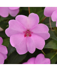 Impatiens interspécifique Solarscape White Pearl