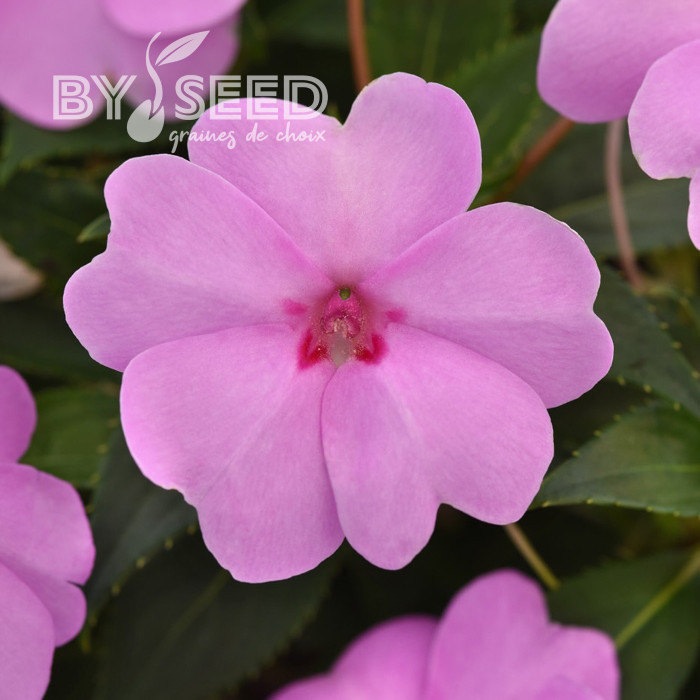 Impatiens interspécifique Solarscape XL Lilac Spark