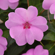 Impatiens interspécifique Solarscape XL Lilac Spark