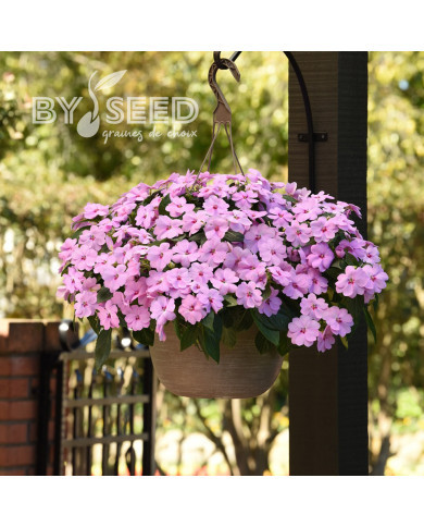 Impatiens interspécifique Solarscape XL Lilac Spark