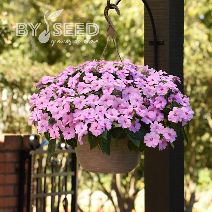 Impatiens interspécifique Solarscape XL Lilac Spark