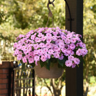 Impatiens interspécifique Solarscape XL Lilac Spark