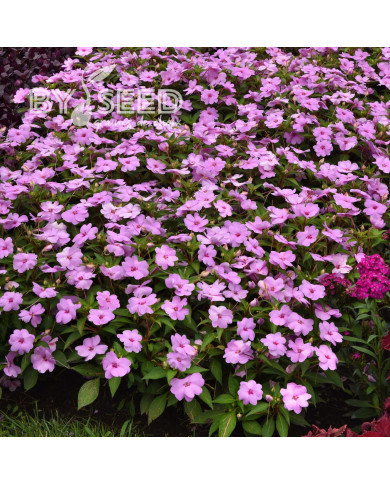 Impatiens interspécifique Solarscape XL Lilac Spark