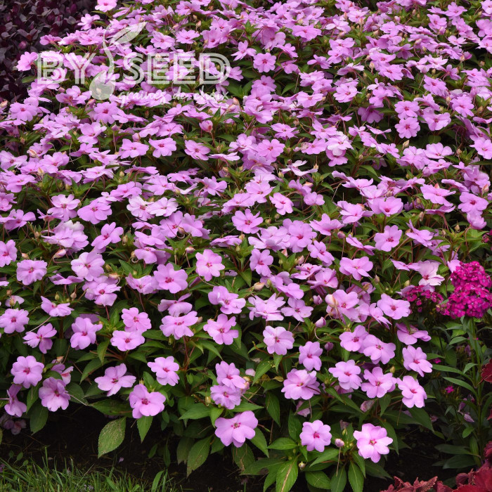 Impatiens interspécifique Solarscape XL Lilac Spark
