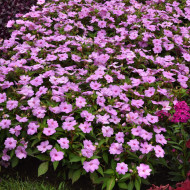 Impatiens interspécifique Solarscape XL Lilac Spark
