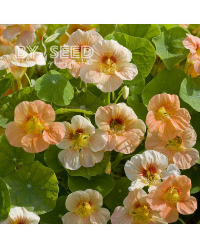 Capucine naine Tip Top Apricot