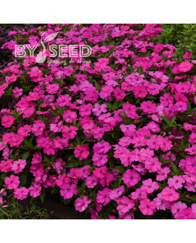 Impatiens interspécifique Solarscape XL Pink Jewel