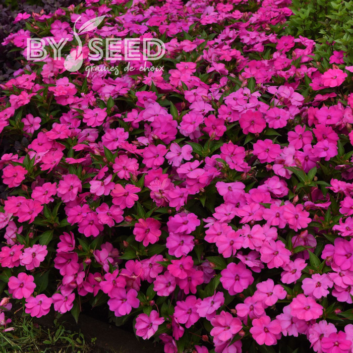 Impatiens interspécifique Solarscape XL Pink Jewel