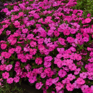 Impatiens interspécifique Solarscape XL Pink Jewel