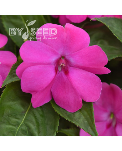 Impatiens interspécifique Solarscape XL Pink Jewel
