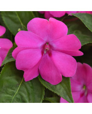 Ipomée grimpante Volubilis Mix BIO