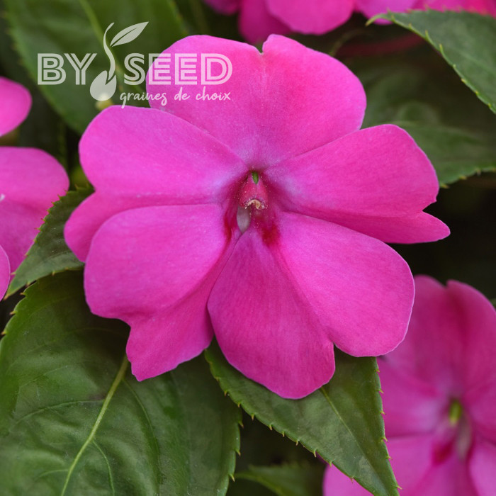 Impatiens interspécifique Solarscape XL Pink Jewel