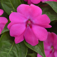 Impatiens interspécifique Solarscape XL Pink Jewel