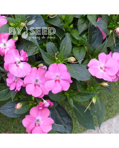 Impatiens interspécifique Solarscape XL Pink Jewel