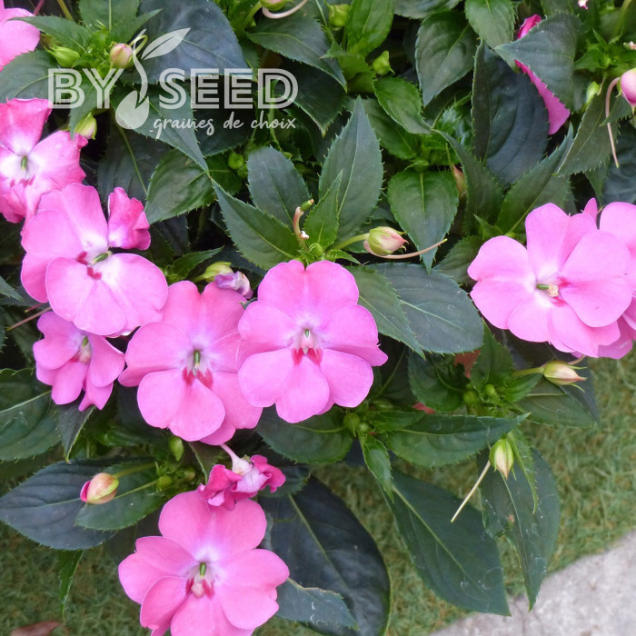 Impatiens interspécifique Solarscape XL Pink Jewel