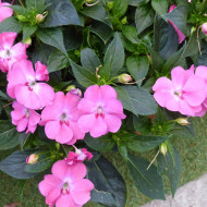 Impatiens interspécifique Solarscape XL Pink Jewel