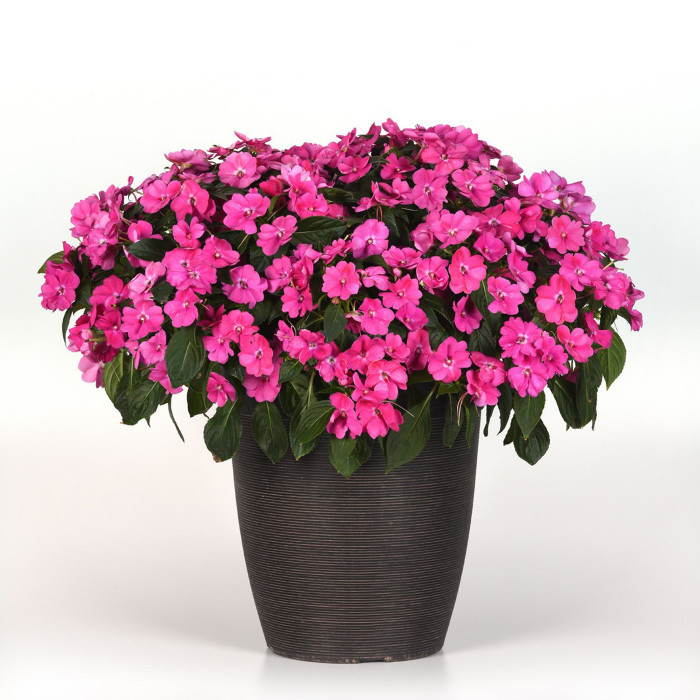 Impatiens interspécifique Solarscape XL Pink Jewel
