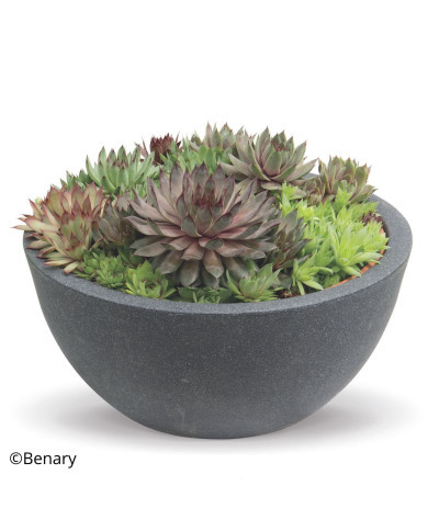 Joubarbe, Sempervivum Hippie Chick (graines enrobées)