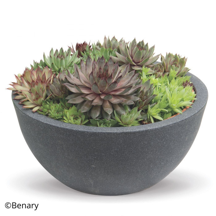 Joubarbe, Sempervivum Hippie Chick (graines enrobées)