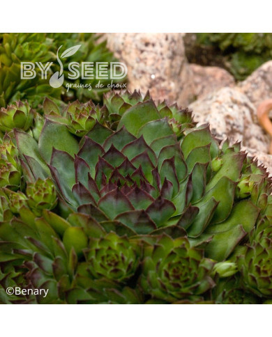 Joubarbe, Sempervivum Hippie Chick (graines enrobées)