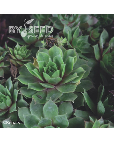 Joubarbe, Sempervivum Hippie Chick (graines enrobées)