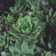 Joubarbe, Sempervivum Hippie Chick (graines enrobées)