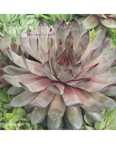 Joubarbe, Sempervivum Hippie Chick (graines enrobées)
