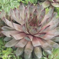 Joubarbe, Sempervivum Hippie Chick (graines enrobées)