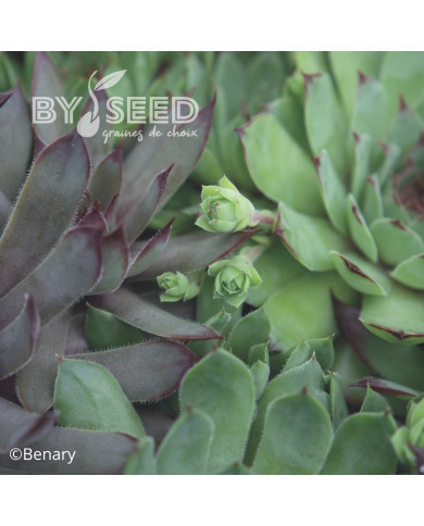 Joubarbe, Sempervivum Hippie Chick (graines enrobées)