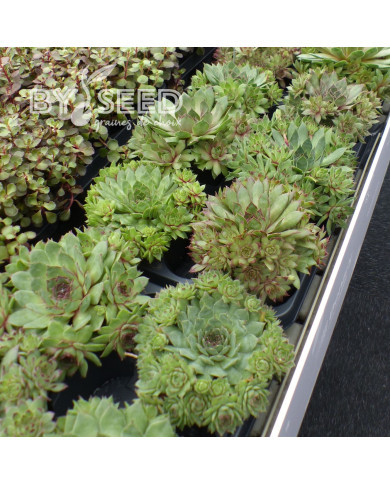 Joubarbe, Sempervivum Hippie Chick (graines enrobées)
