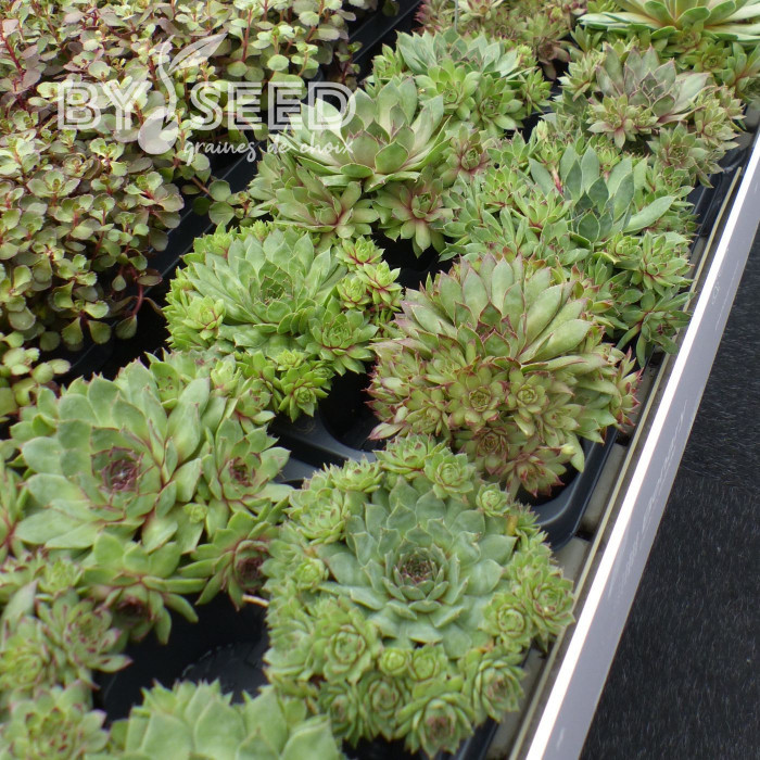 Joubarbe, Sempervivum Hippie Chick (graines enrobées)
