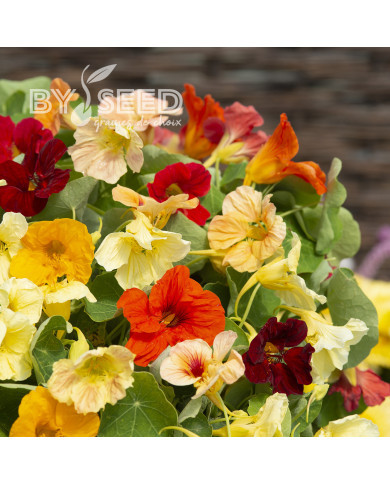 Capucine naine Tip Top Formula Mixture