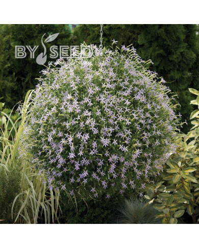 Laurentia (Isotoma) Starshine Blue (graines enrobées)